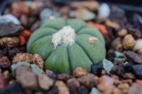 Echinocactus horizonthalonius PD 10